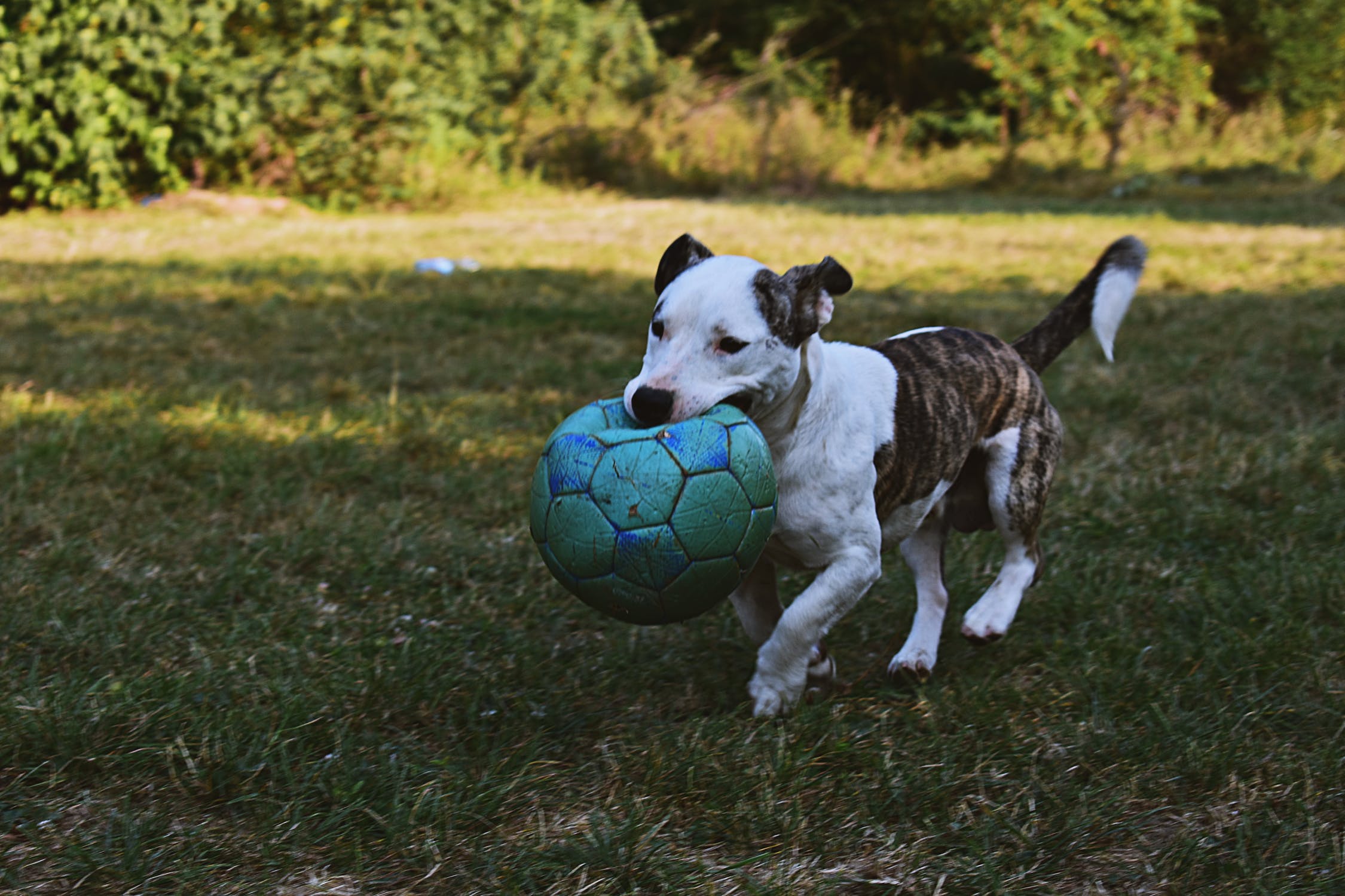 Lekande hund