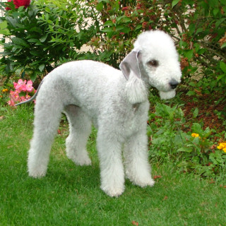 Bedlingtonterrier