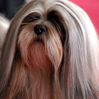 Lhasa apso