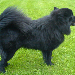 Svensk lapphund