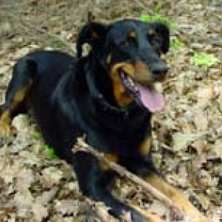 Beauceron