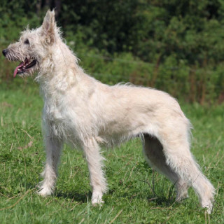 Bouvier des ardennes