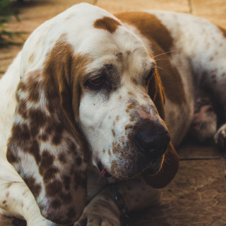 Basset hound