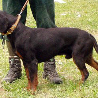Slovenský kopov