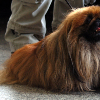 Pekingese