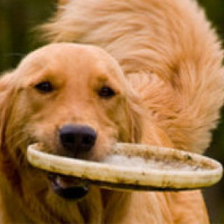 Blogg | Skåneretrievers