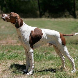 Pointer