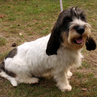 Petit basset griffon vendéen