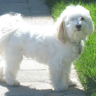 Bichon havanais