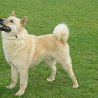 Hälleforshund