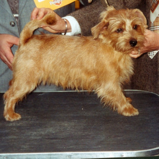 Norfolkterrier