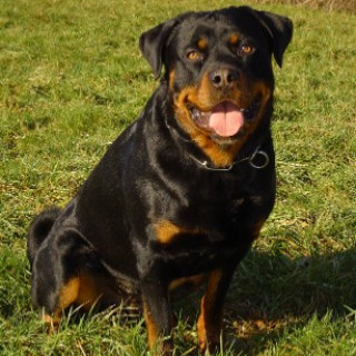 Rottweiler