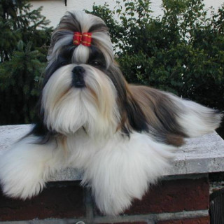 Shih tzu