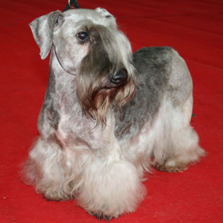 Ceskyterrier