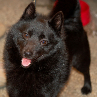 Schipperke