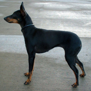 Engelsk toy terrier