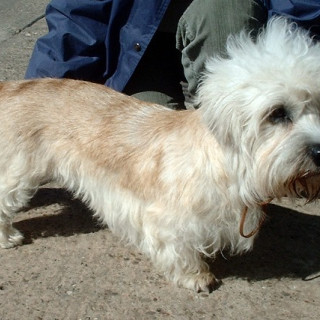 Dandie dinmont terrier