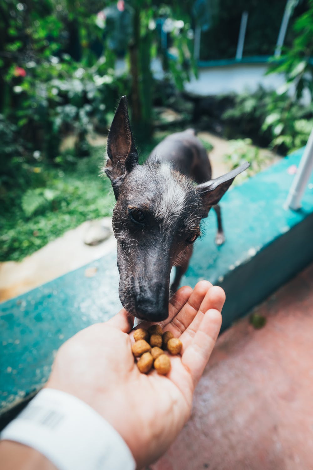 Dog being fed