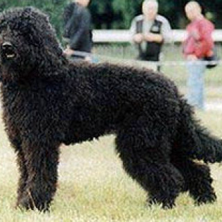 Barbet