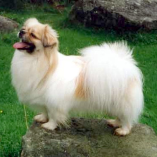 Tibetansk spaniel