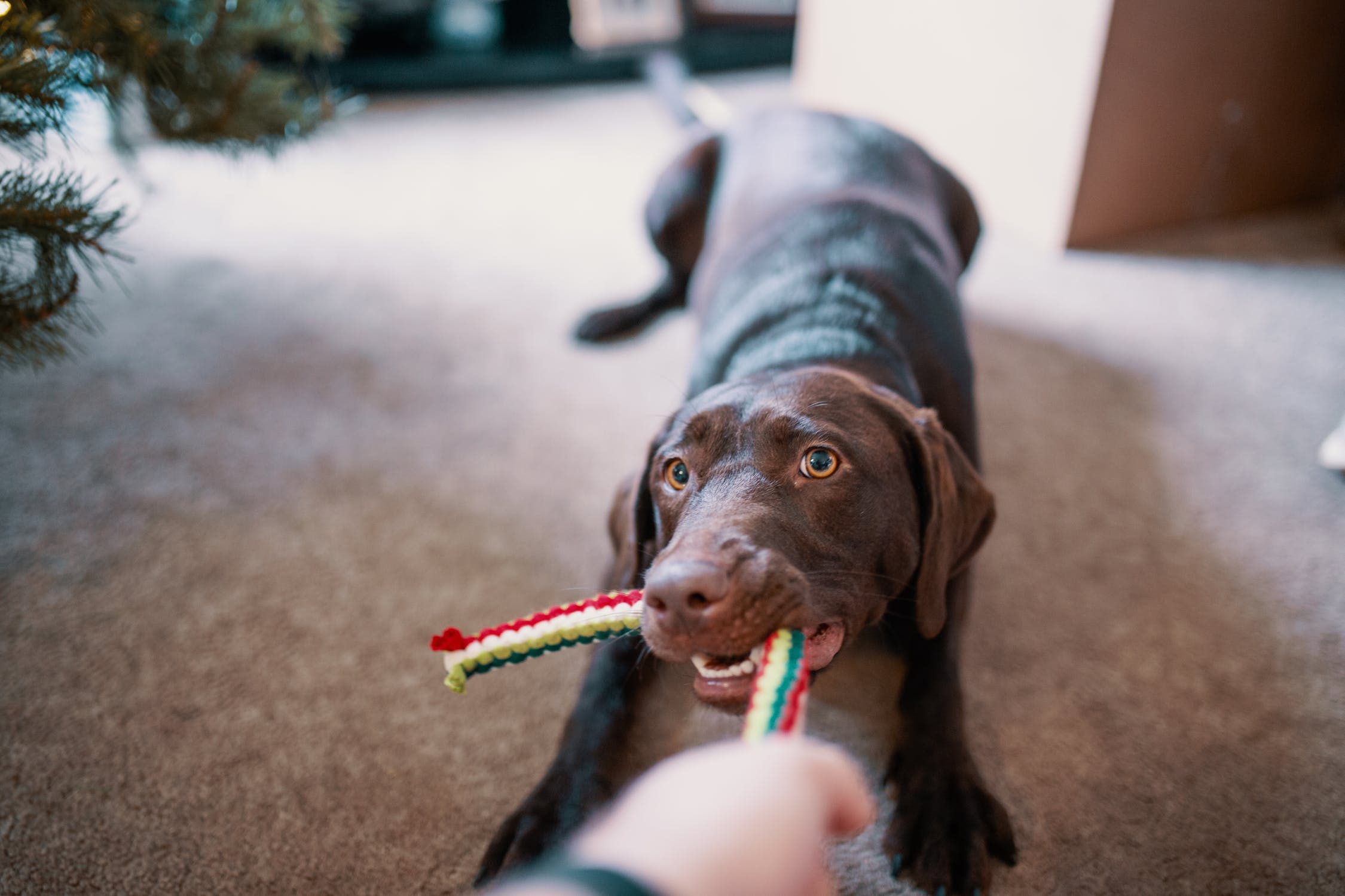 Dog