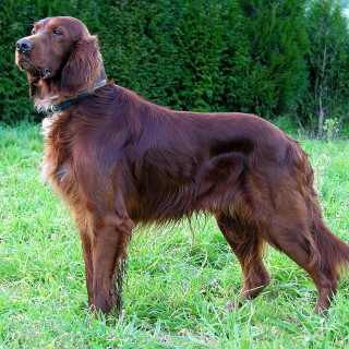 Irländsk setter