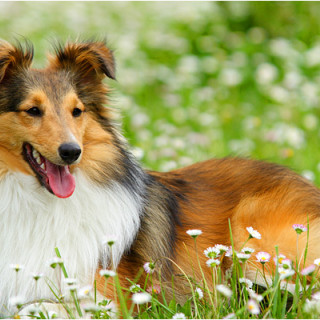 Shetland sheepdog