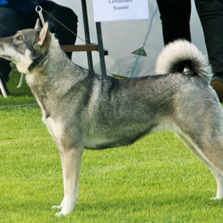 Jämthund