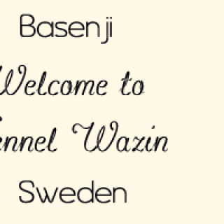 Välkommen | Kennel Wazin