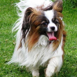 Papillon