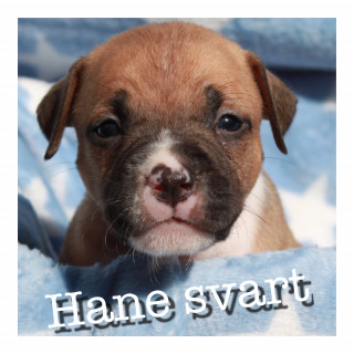 Annonsbild