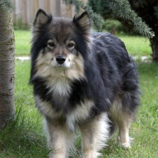 Finsk lapphund