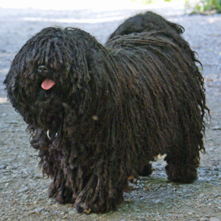 Puli