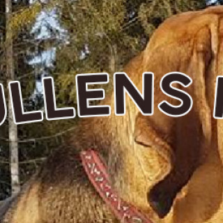 Riskullens