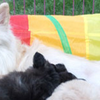 Kastanjetorpets kennel