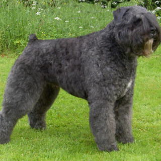 Bouvier des flandres