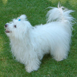 Coton de tuléar