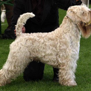 Irish softcoated wheaten terrier