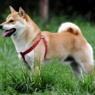 Shiba