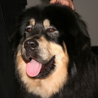 Tibetansk mastiff