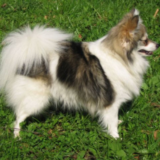 Tysk spets – kleinspitz