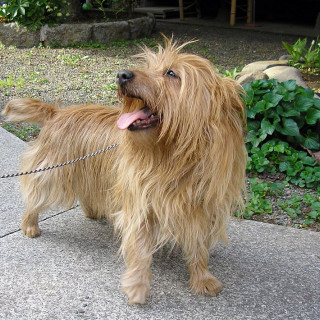Australisk terrier