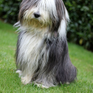 Bearded collie