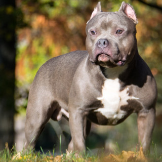 American Bully
