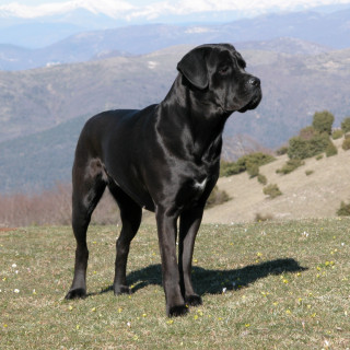 Cane corso