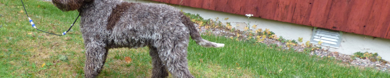 Kennel Truffelnose