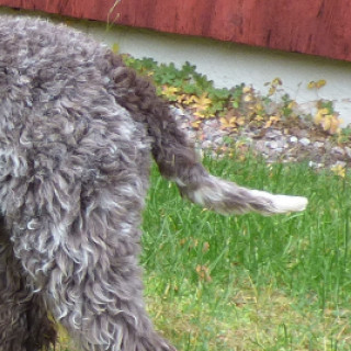 Om oss | Kennel Truffelnose