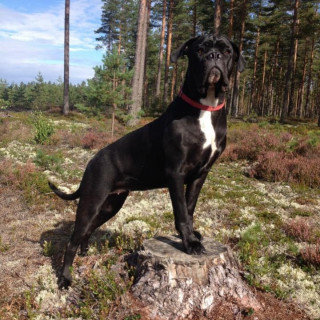 Annonsbild