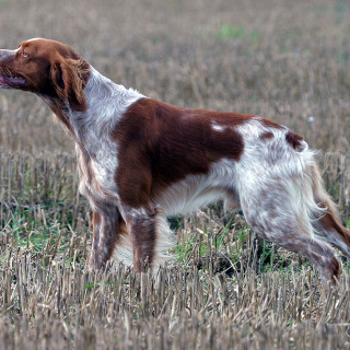 Breton